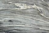 Petrified Wood Slice - Tom Miner Basin, Montana #104865-1